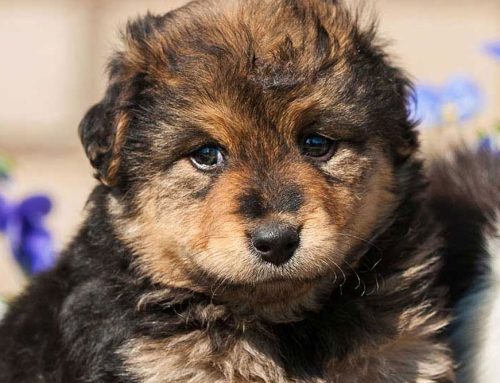 Laser Therapy Biological Effects