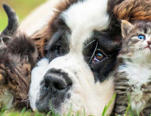 Librela (bedinvetmab injection)