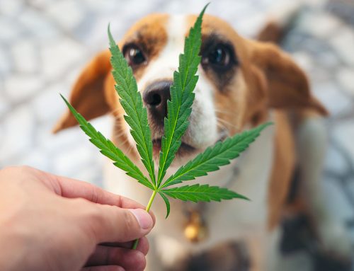 Marijuana Use in Pets: Toxicity or Therapy?