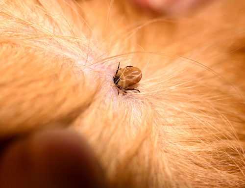 Tick Season for Dogs and Cats